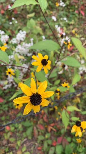Echinacea — Bild 2
