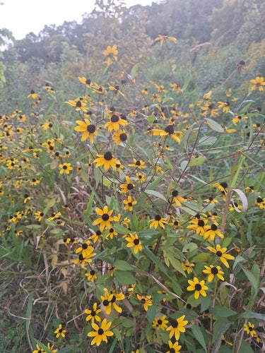 Echinacea — Bild 1