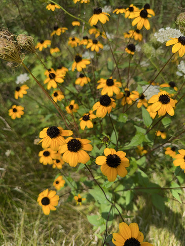 Echinacea — Bild 5