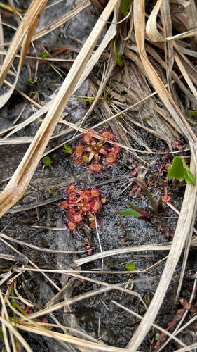 Drosera — Bild 3