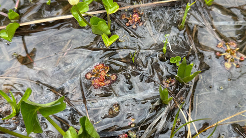 Drosera — Bild 4