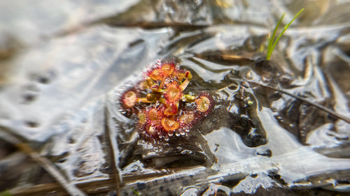 Drosera — Bild 5