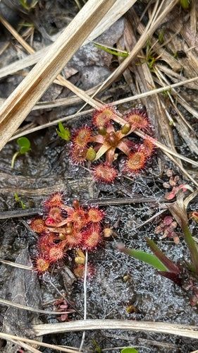 Drosera — Bild 2