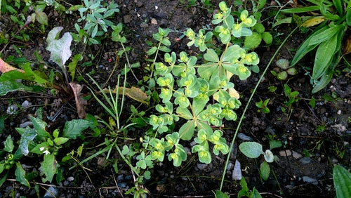 Euforbia del Solstizio — Bild 2