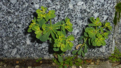 Euforbia del Solstizio — Bild 3