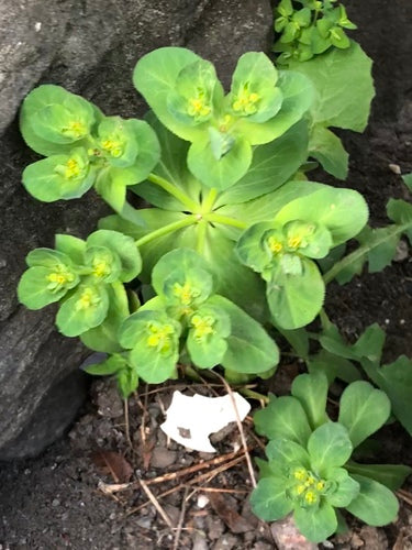 Euforbia del Solstizio — Bild 4