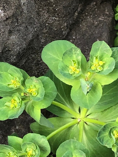 Euforbia del Solstizio — Bild 5