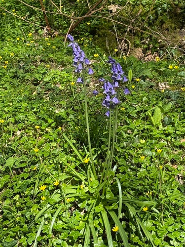 Campana di lepre spagnola — foto 3 di 8
