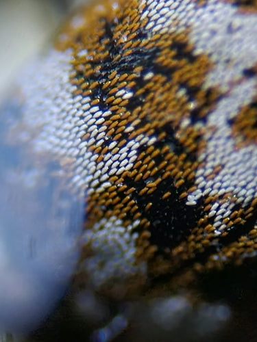 Coleotteri dello speck — Bild 5