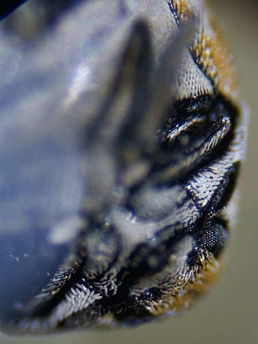 Coleotteri dello speck — Bild 3