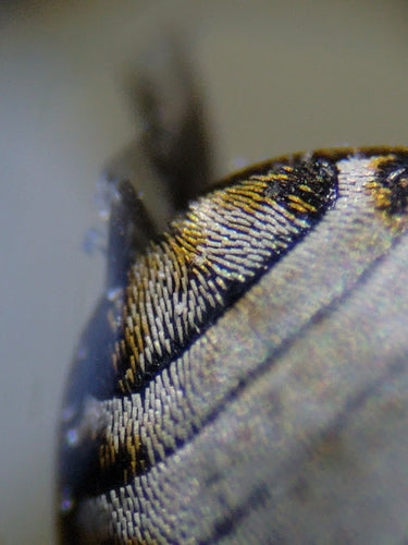 Coleotteri dello speck — Bild 2
