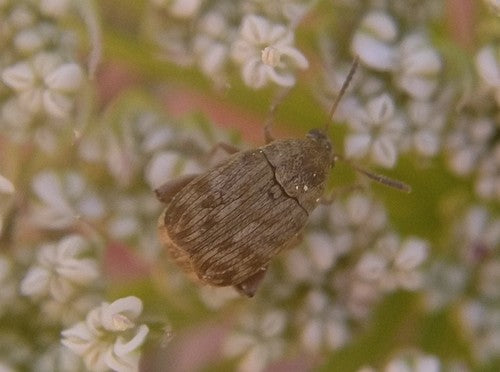 Scarabeo dei fagioli alimentari — Bild 3
