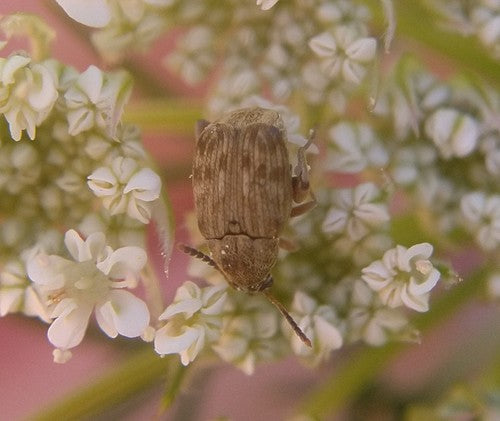Scarabeo dei fagioli alimentari — Bild 4