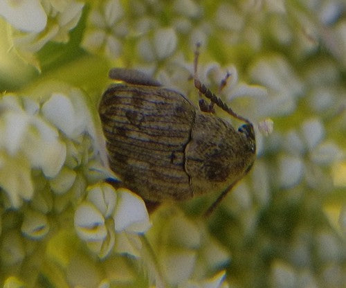 Scarabeo dei fagioli alimentari — Bild 2