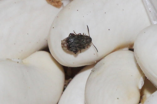 Scarabeo dei fagioli alimentari — foto 5 di 8