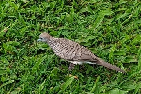 Sparviero — foto 3 di 8