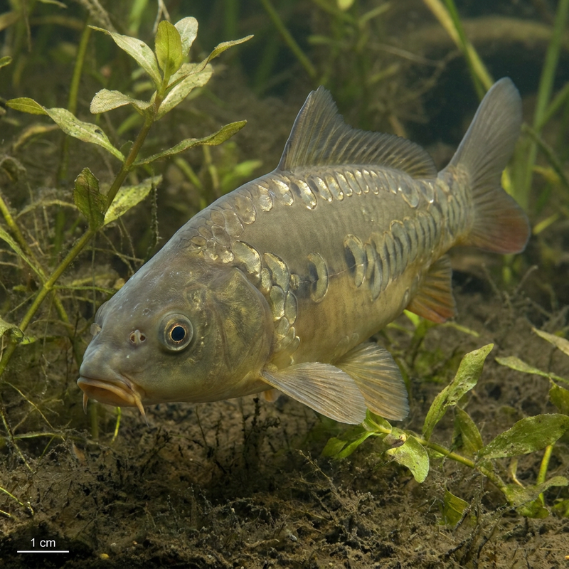 Carpa a specchio