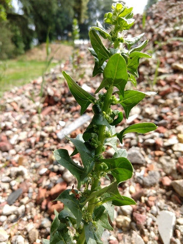 spinaci — Bild 5