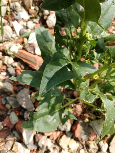 spinaci — Bild 4