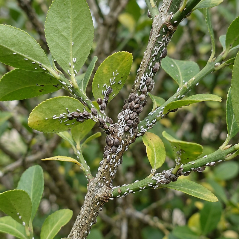 Insetto cocciniglia (Unaspis euonymi), illustrazione IA