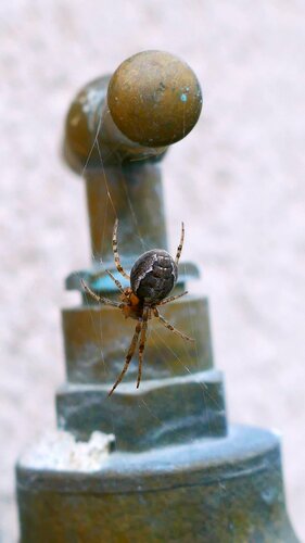 Spinnen - Bild 4