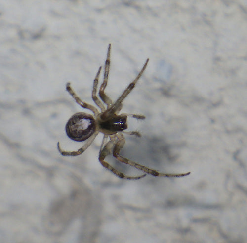 Spinnen - Bild 5