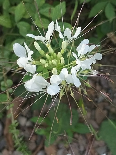 Fiore di ragno — Bild 2