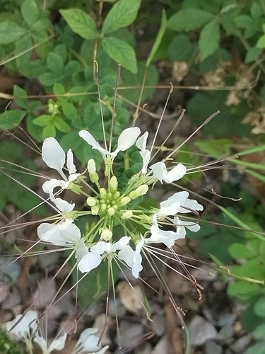 Fiore di ragno — Bild 1