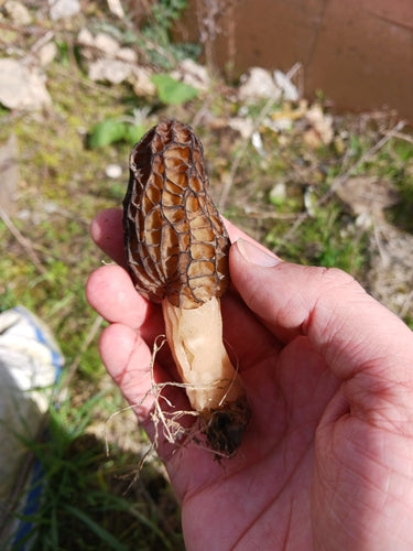 Spugnola appuntita — Bild 5