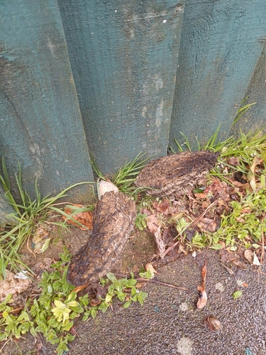 Spugnola appuntita — Bild 3