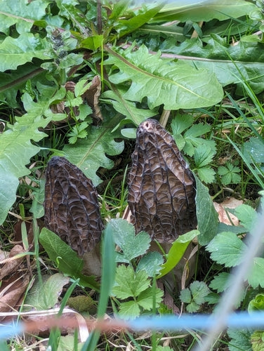 Spugnola appuntita — foto 3 di 10