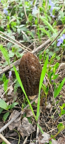 Spugnola appuntita — foto 5 di 10