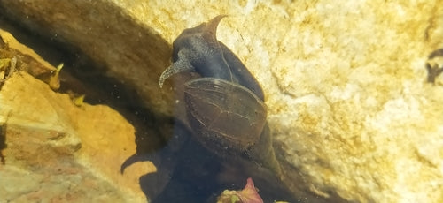 Lumaca di fango appuntita — Bild 5