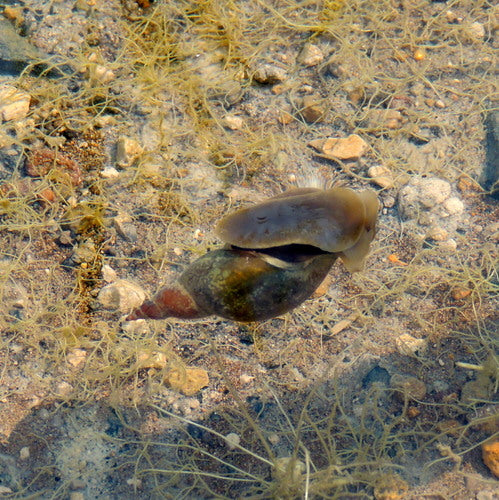 Lumaca di fango appuntita — Bild 4