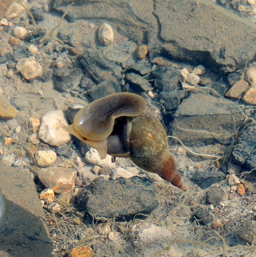 Lumaca di fango appuntita — Bild 3