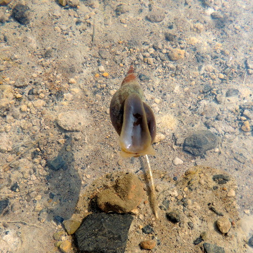 Lumaca di fango appuntita — Bild 2