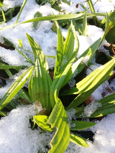 Piantaggine piantaggine — Bild 3