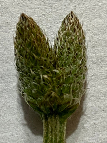 Piantaggine piantaggine — Bild 4
