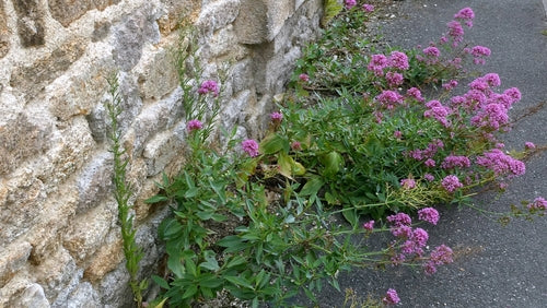 fiore di sperone — Bild 1