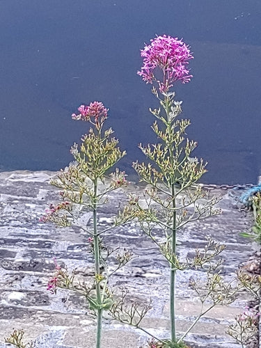 fiore di sperone — Bild 2