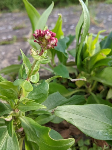 fiore di sperone — Bild 2