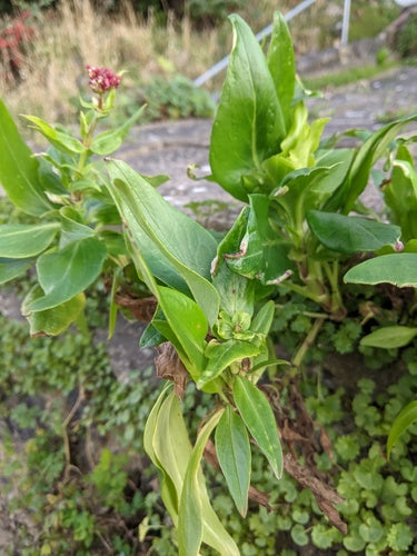 fiore di sperone — Bild 1
