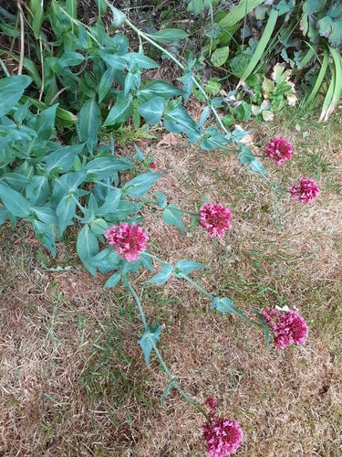 fiore di sperone — Bild 3
