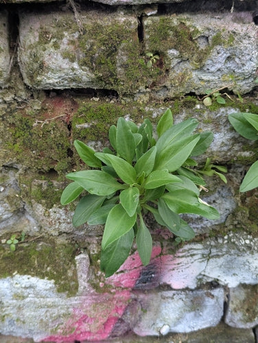 fiore di sperone — foto 2 di 8