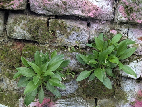 fiore di sperone — foto 1 di 8