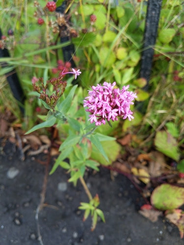 fiore di sperone — Bild 3