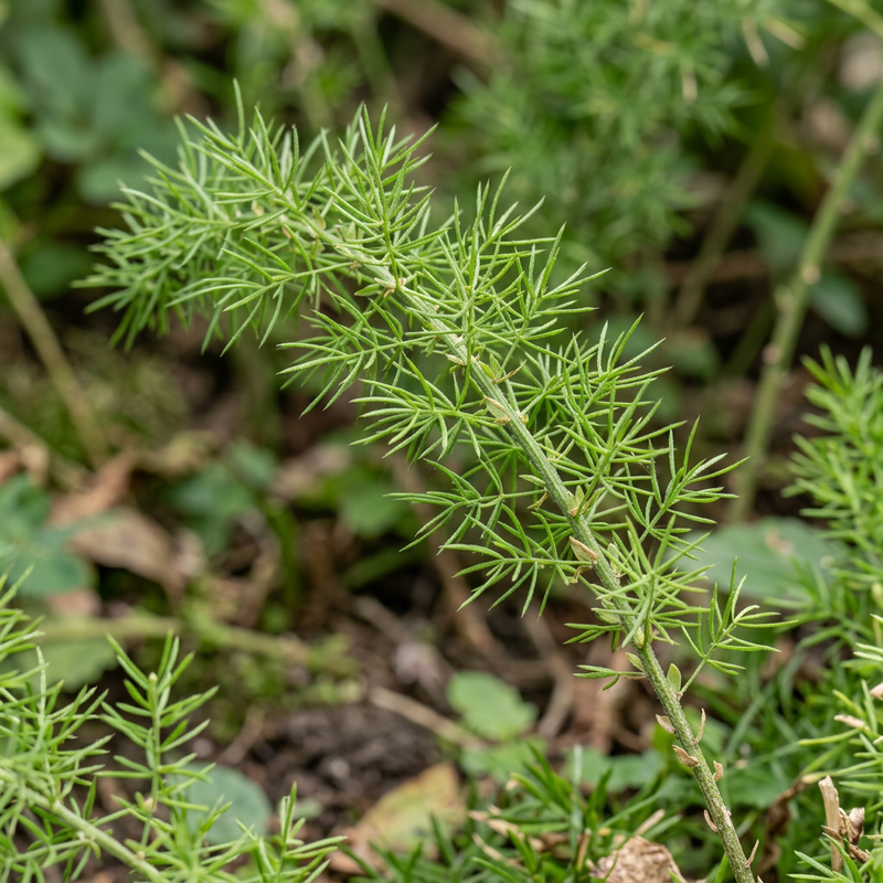 Asparagi Sprenger