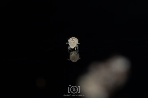Controllo del collembolo — Bild 5