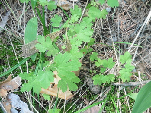 Naturaufnahme - Bild 7