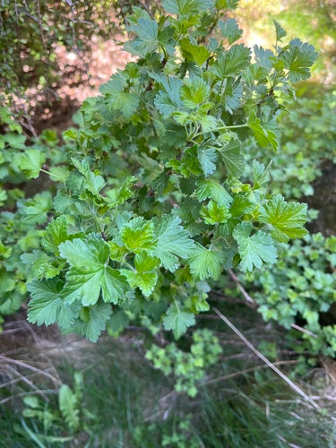 Naturaufnahme - Bild 3